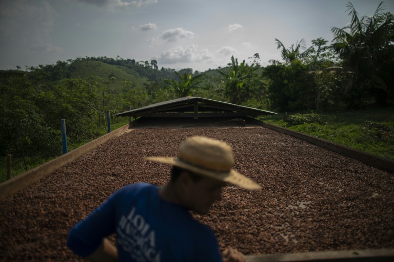 Brasil suspende importação de grãos de cacau da Costa do Marfim