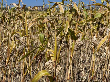 Brasil faz 1ª exportação de sorgo para China em mais de 10 anos, em um volume pequeno
