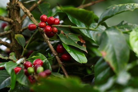 Sucden estima nova safra de café do Brasil em 72,5 mi sacas