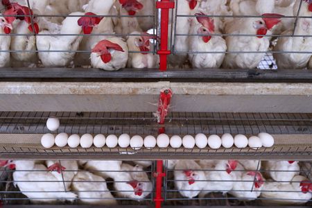 Com retomada da China, exportação de frango do Brasil tem seu melhor fevereiro, diz ABPA