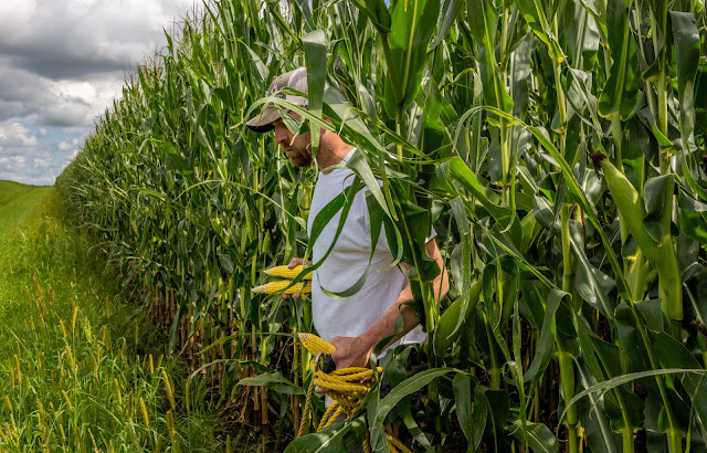 Colheita de milho de MT supera 10% da área, indica Imea