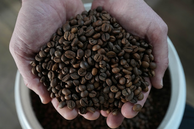 Colheita de café 26/27 no Brasil alcança 90%, diz Safras